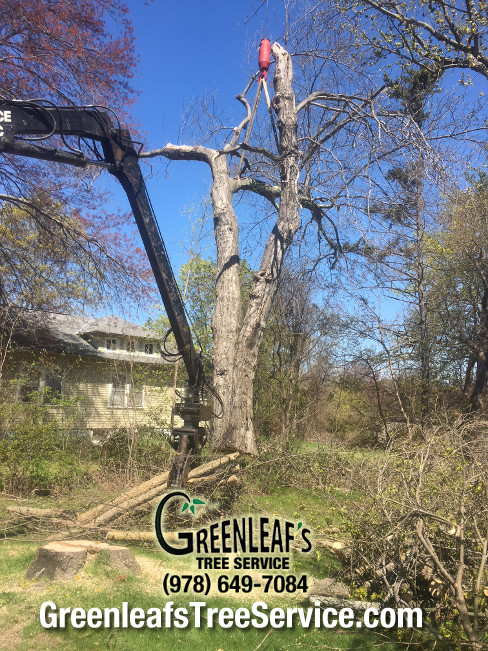 Greenleaf's Tree Service Photo