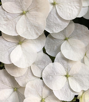 Emilia Mihalydeakpal DaMa Pflanzendesign, Felsplattenstrasse 24 in Basel