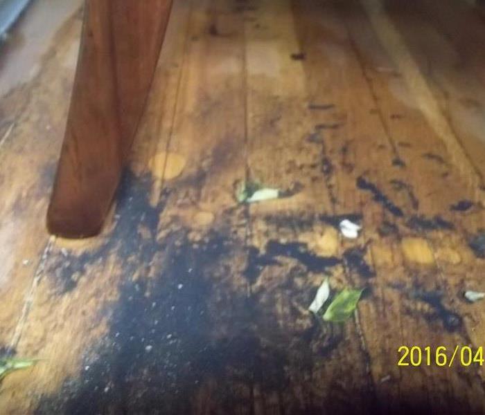 What happens if you leave wet carpet on wood floors - Mold!