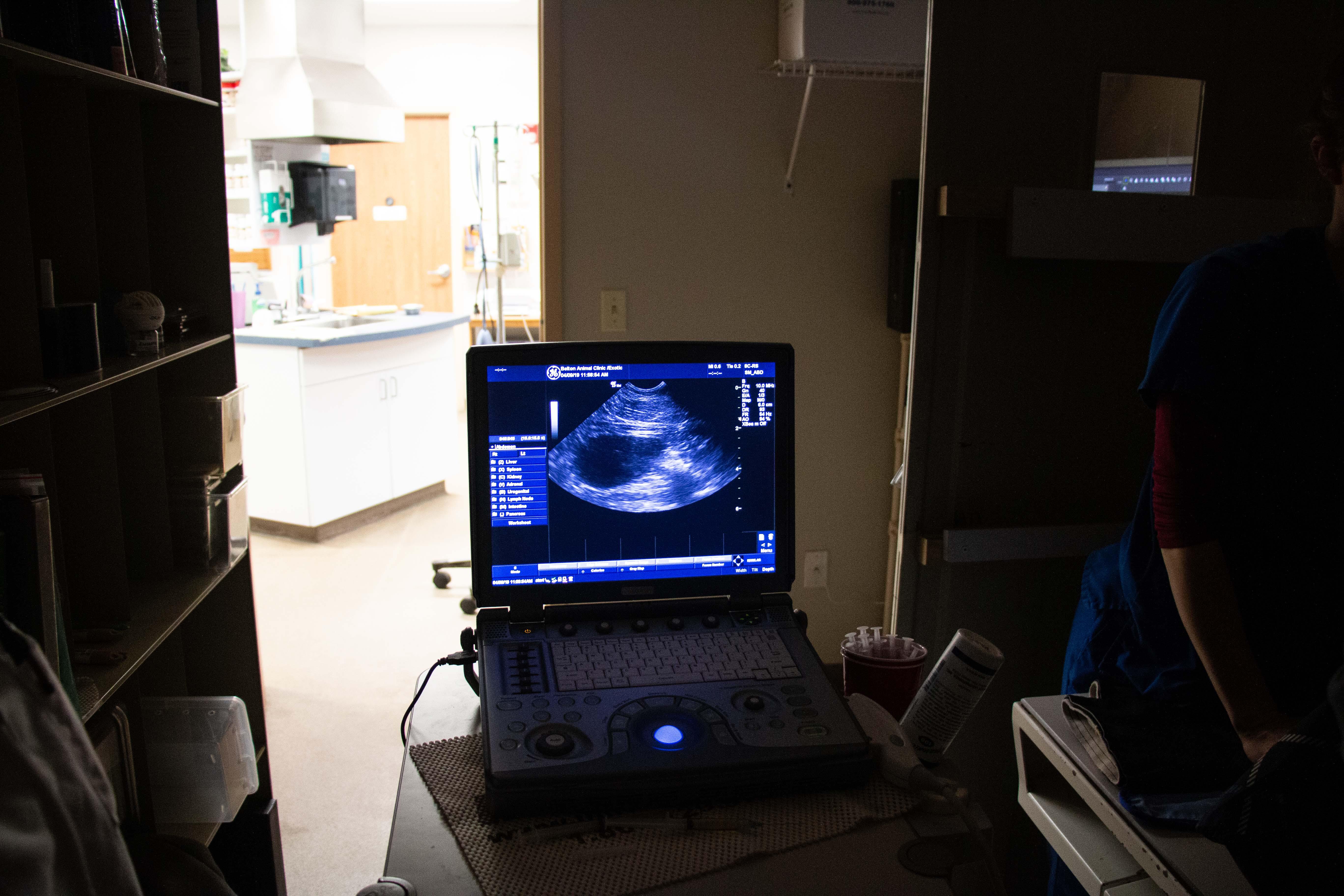 Belton Animal Clinic & Exotic Care Center has invested in modern ultrasound technology, which allows our medical team to examine internal organs and soft tissues.