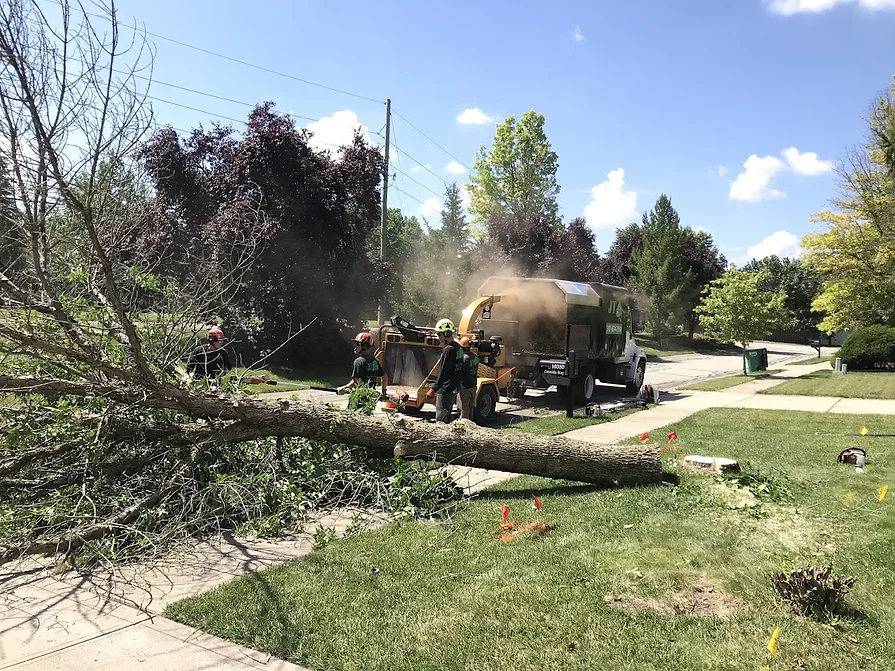 JT Tree Service
Indianapolis, IN 46236
(317) 674-2150