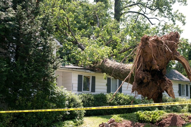Images Vega's Tree Service