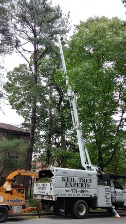 Images Keil Tree Experts Inc