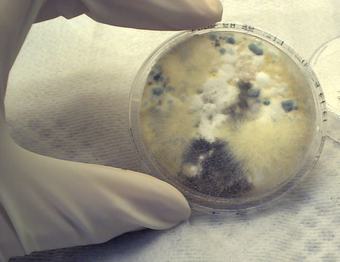 Bilder Labor für Mikrobiologie und Hygiene