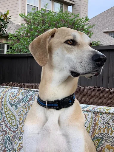 By His Grace Pet Sitters