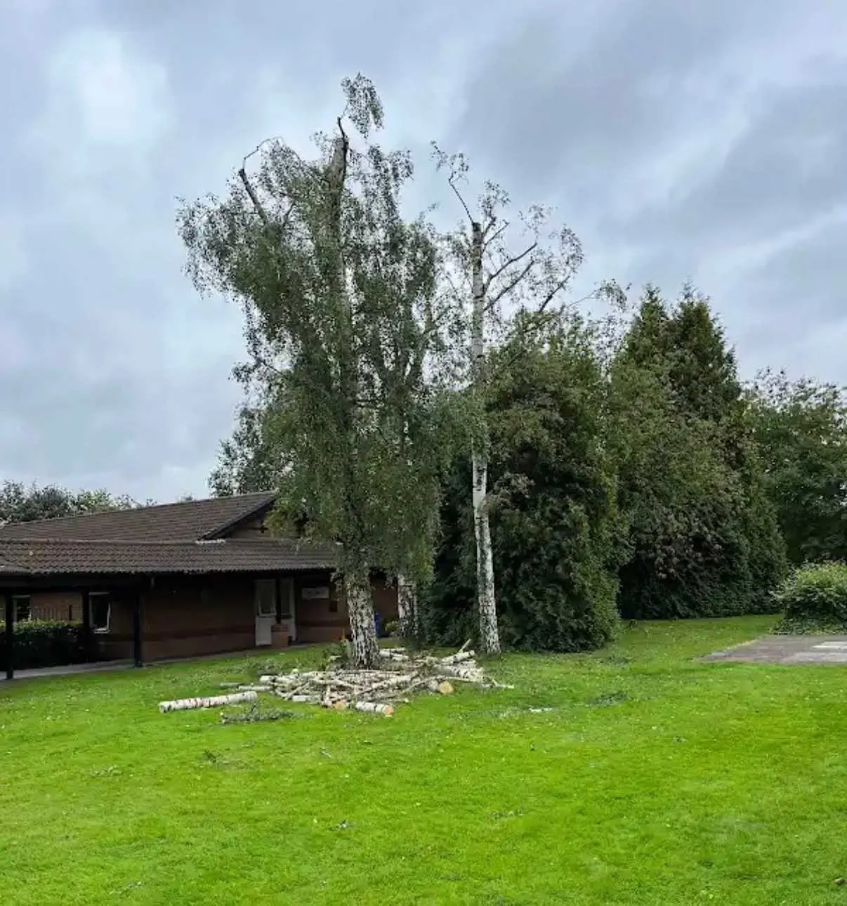 Images Tree Doctors & Landscaping