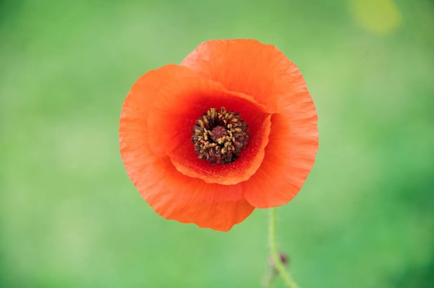 Images A Joy Story Photography