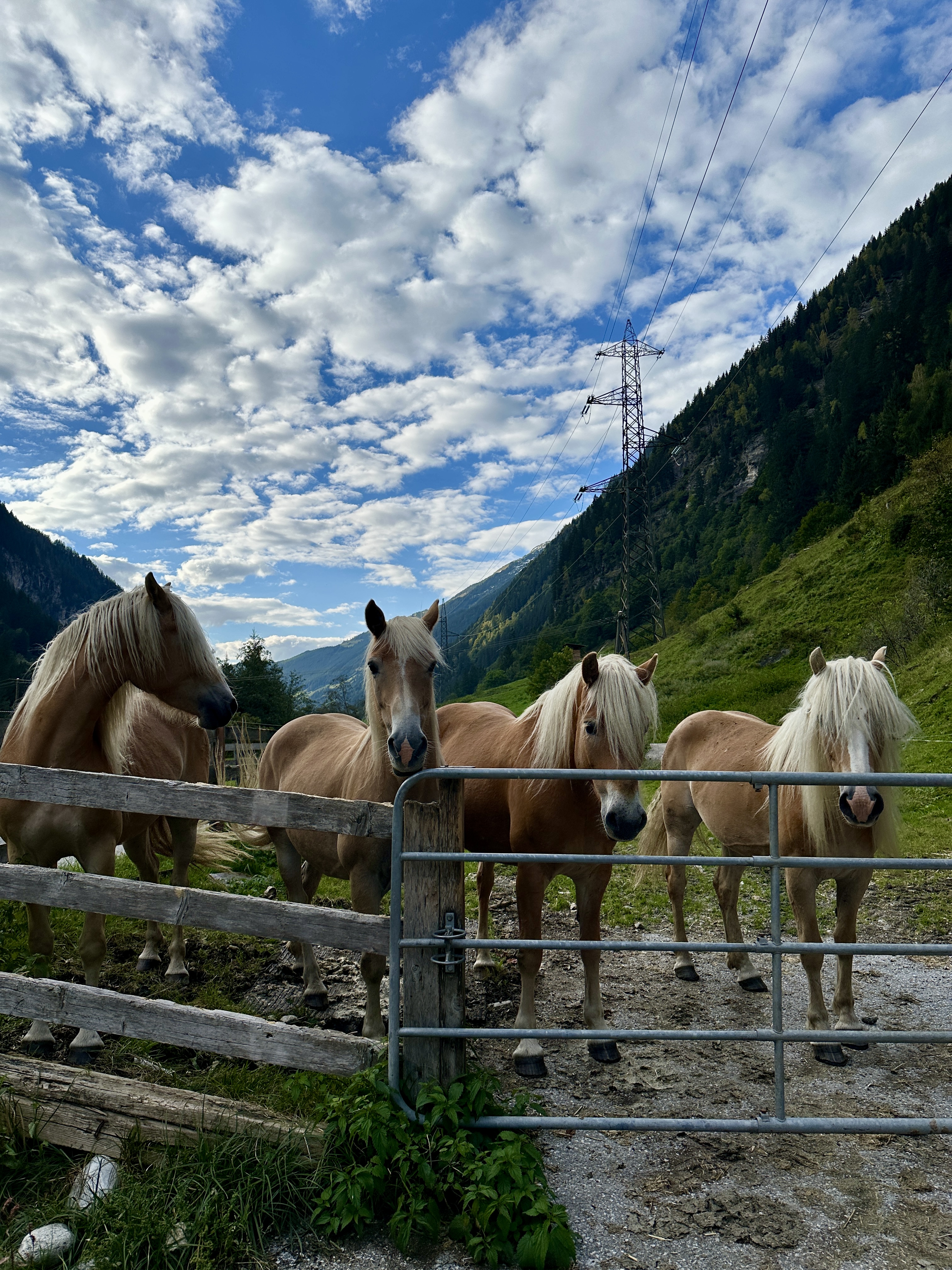 Bild 26 von Gasthaus Häusling Alm