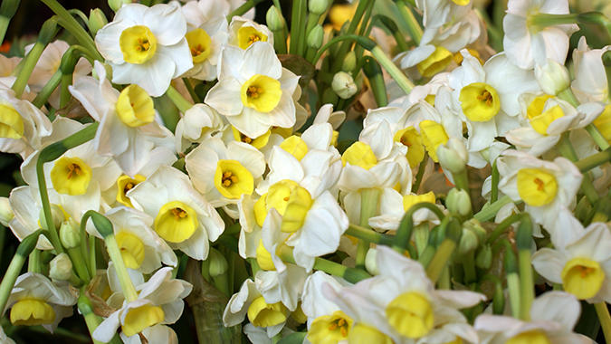 Blumenhaus Mäglin, Clarastrasse 50 in Basel