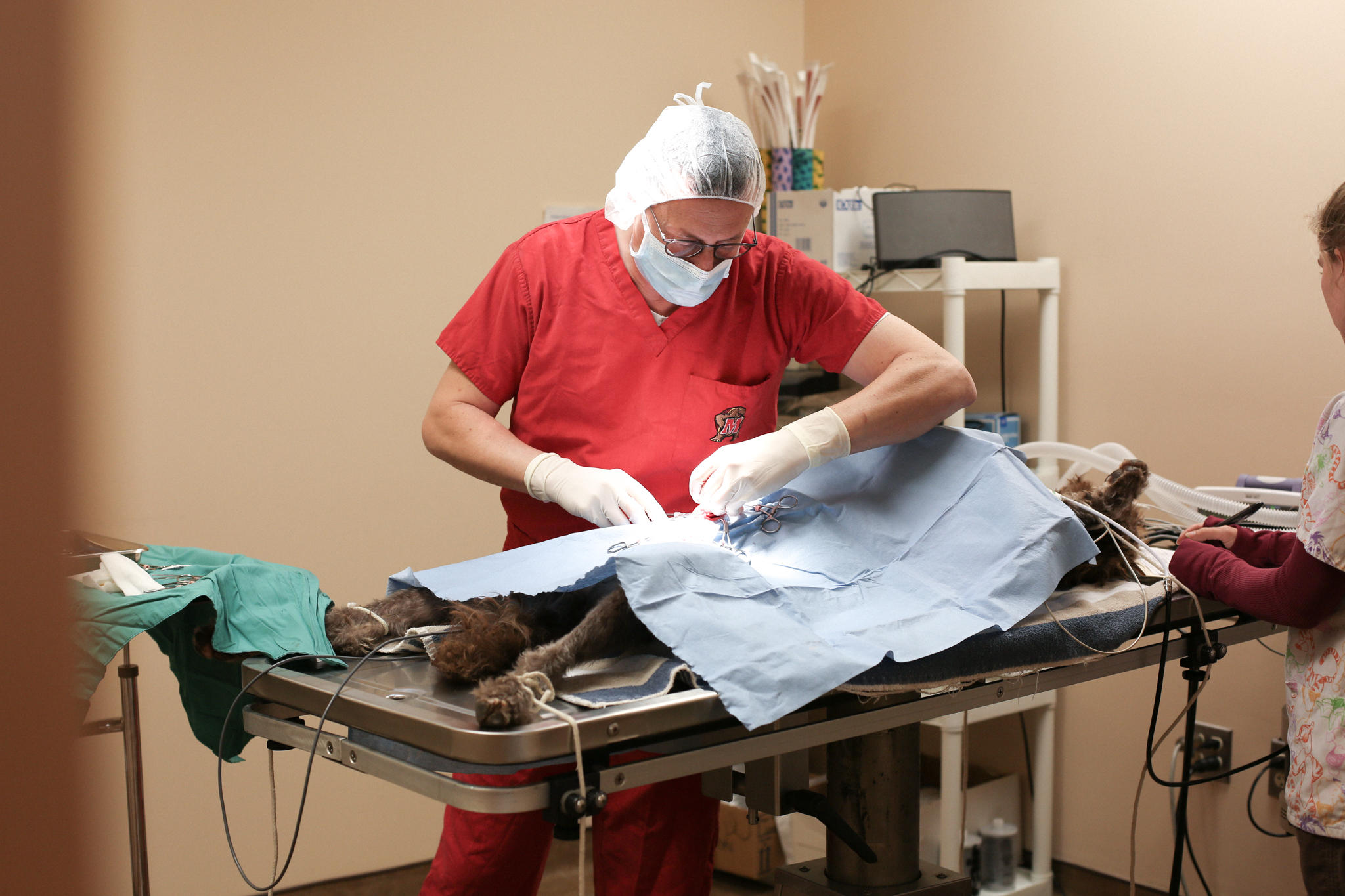 The medical team at Stevenson Village Veterinary Hospital is highly experienced in a wide range of surgical procedures, including spay/neuter procedures, dental surgery, and so much more.