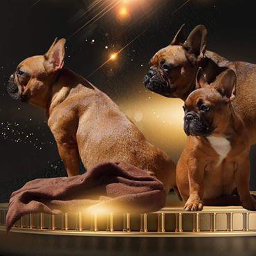 Bullys vom Regental, Benzstr. 8 in Regenstauf