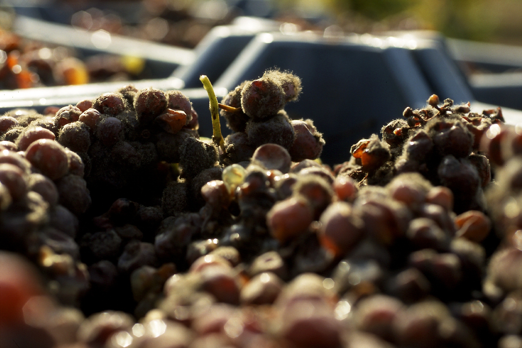 Vendanges
Domaine de la Gauche