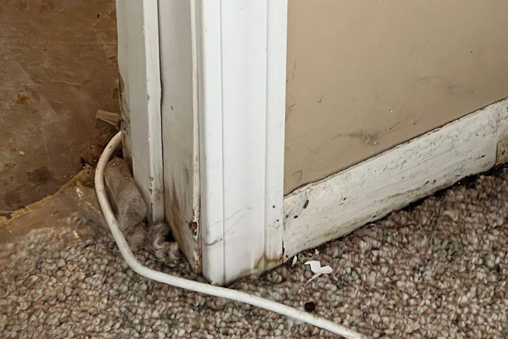 Pictured here is black mold growing on some door trim coming from the subflooring.