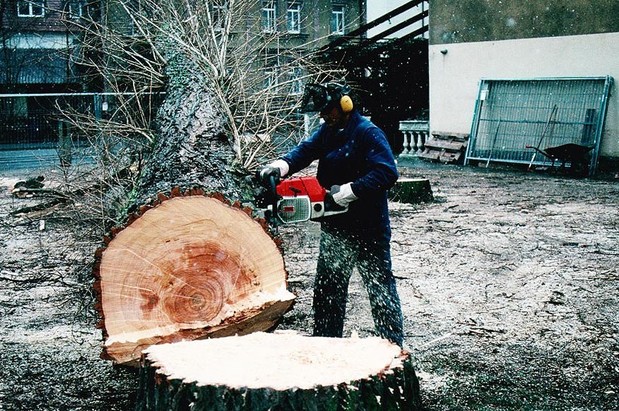 Bild 1 Fürther Baumfäll-Service in Roßtal