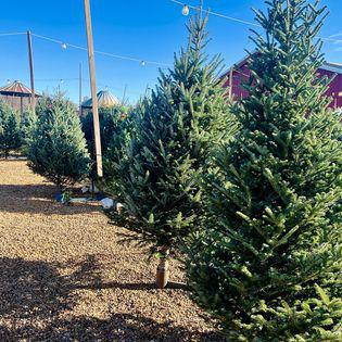 Christmas Tree lot where Fraser Fir, Balsam Fir, White Pine, Scotch Pine, Concolor Fir and Black Hills Spruce trees are available for your selection.