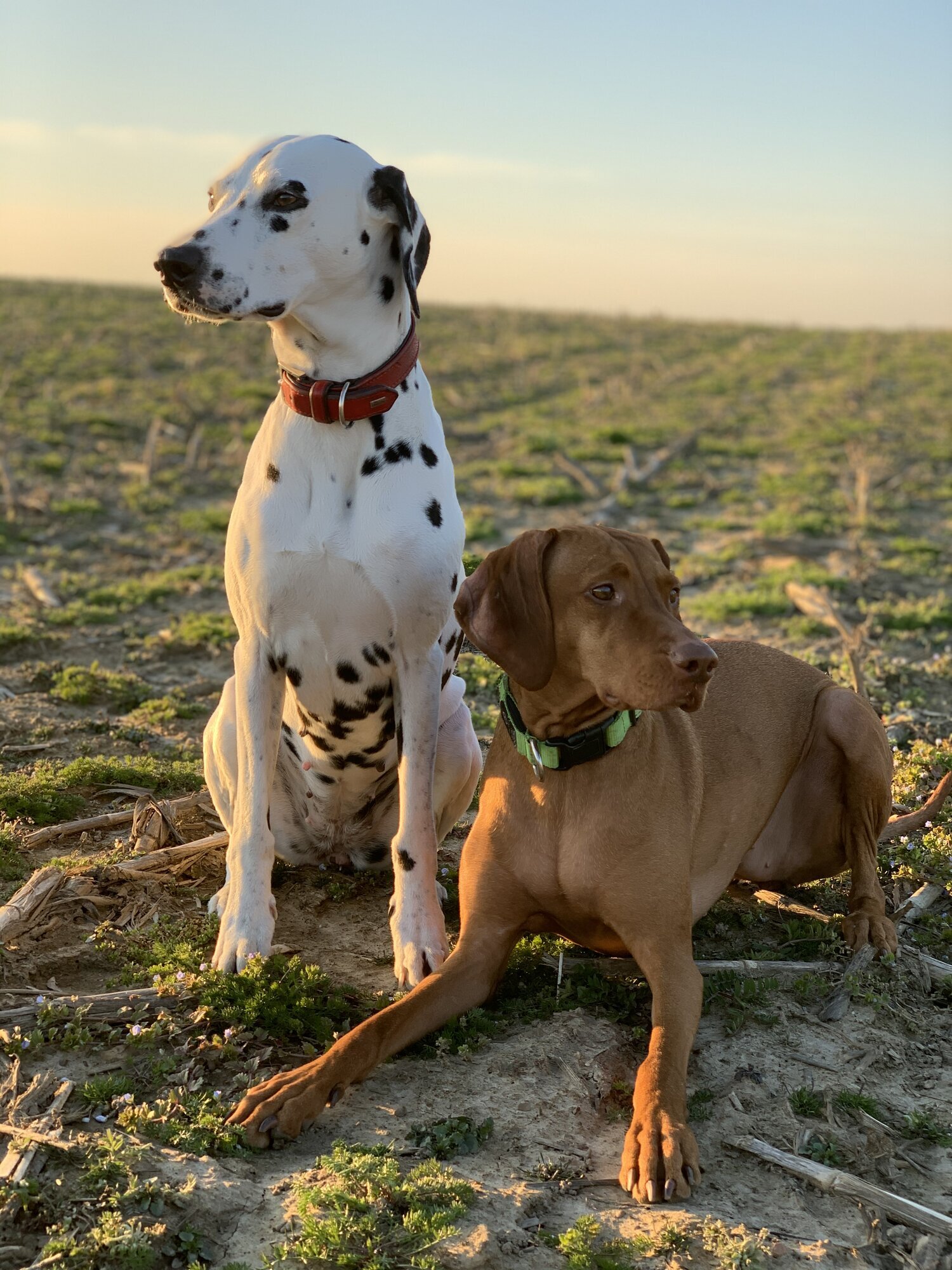 Bilder Tierarztpraxis Sven Sturmat