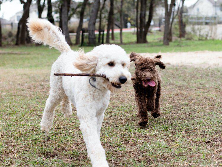 Hoff's Hounds Photo