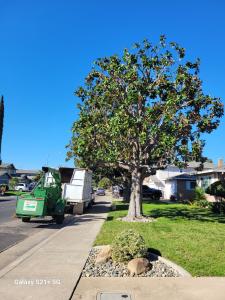 4 Winds Tree Service - Tree maintenance