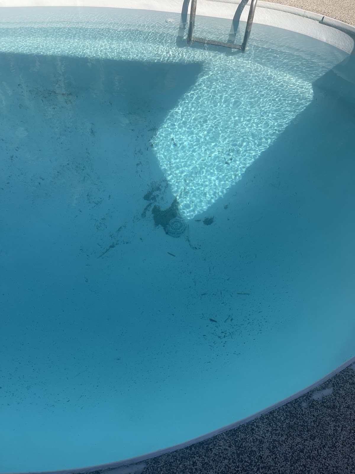 Residential swimming pool with blue water, visible debris on the pool floor, and a stainless steel ladder at the edge.