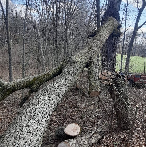Images Brown's Tree Service