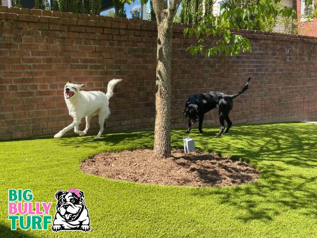 Safe for your pets paws - artificial turf