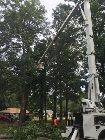 Images Mid State Tree Service