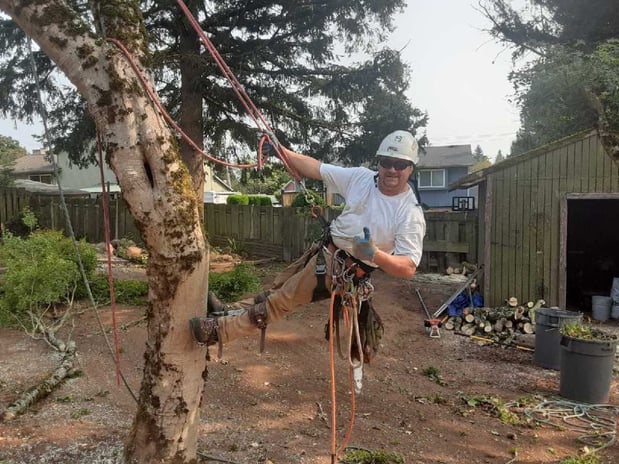 Images Aspen Tree Service, LLC
