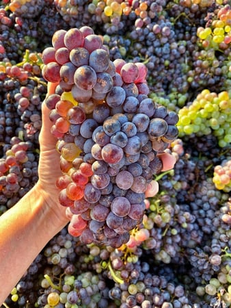 Images Robert Clay Vineyards Estate Winery & Tasting Room