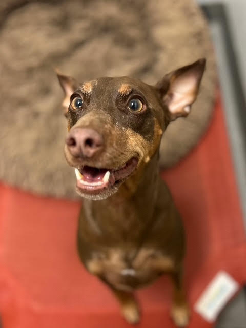 Images VCA Green Animal Hospital