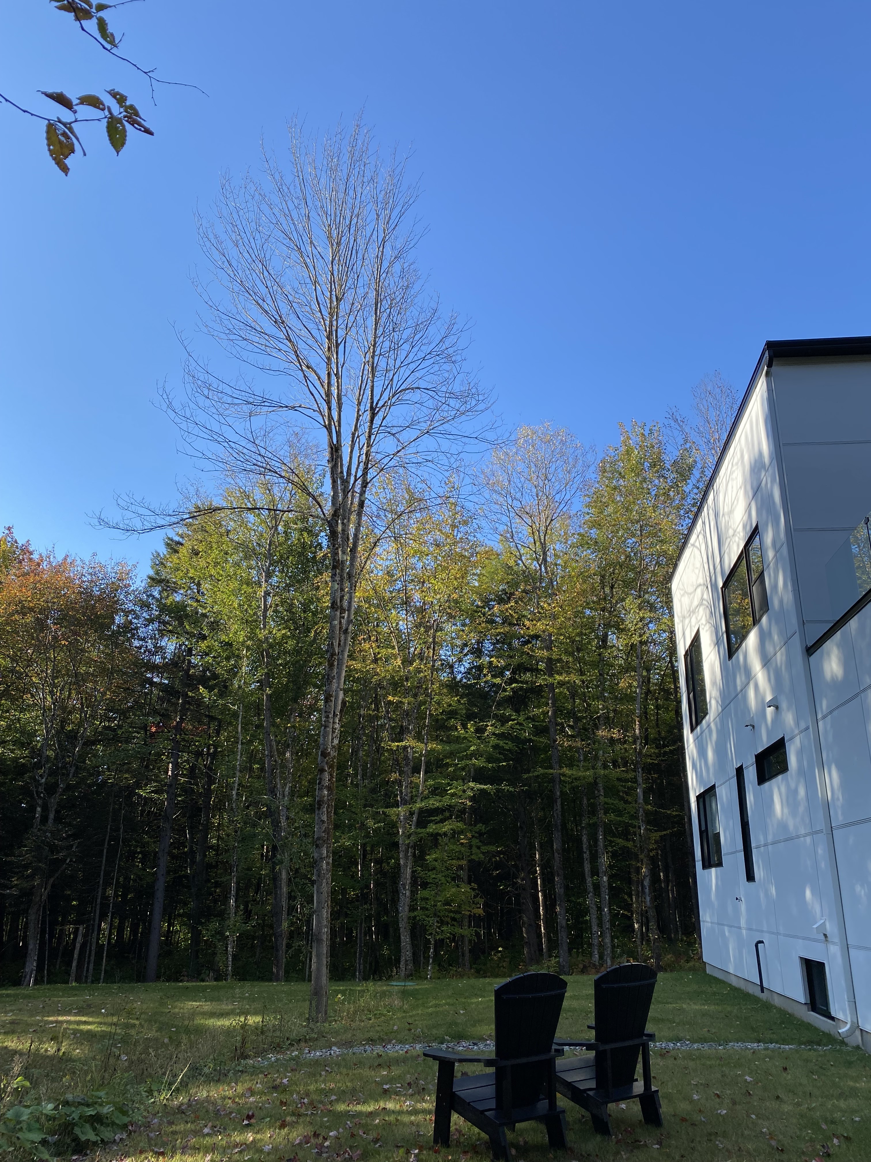 Images Altitude Abattage - Services d'arbres, Élagage, Émondage Eastman