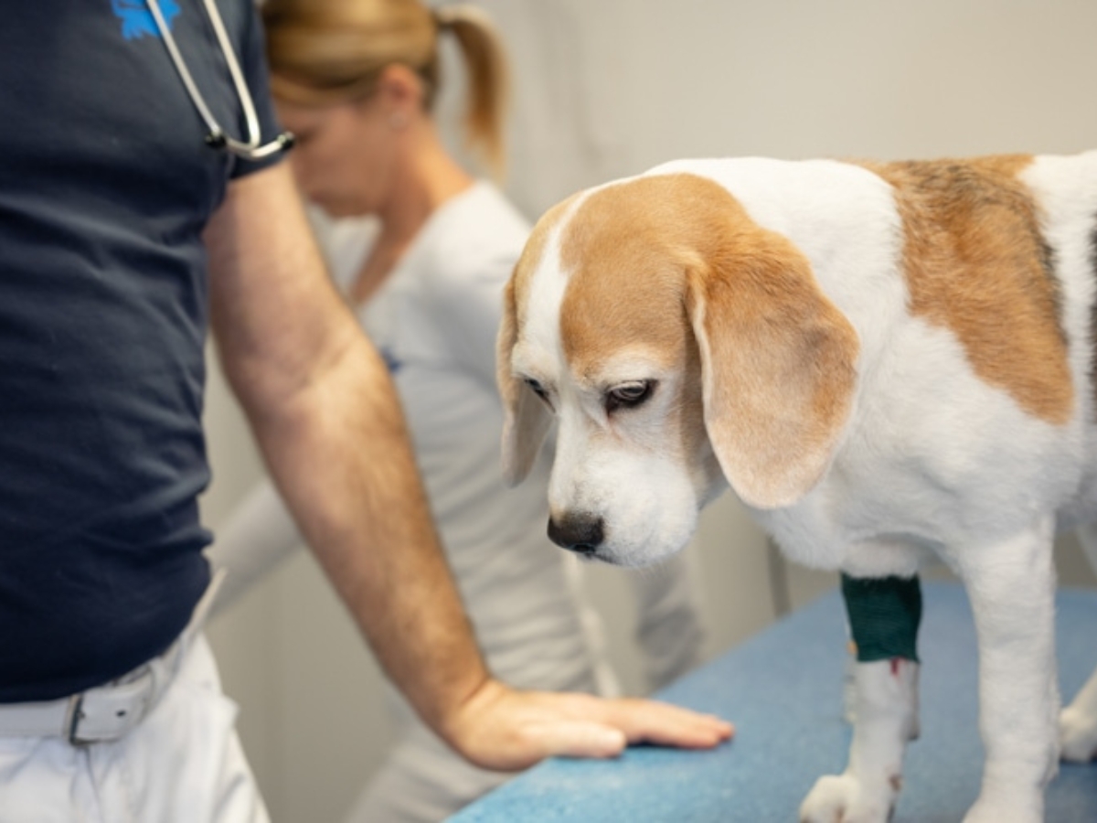 Bild 13 Tierarzt Hülsmann Speyer, Kleintierpraxis Dres. Hülsmann in Speyer