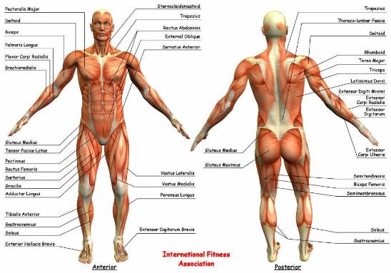 Intrepid Bodyworks
