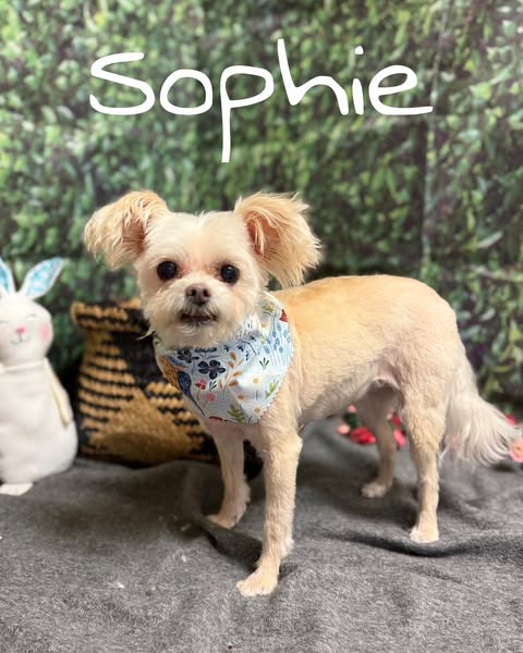 A small, light-colored dog named Sophie stands in front of a green, leafy backdrop. The dog is wearing a blue bandana with a floral pattern. To the left of the dog are a white stuffed bunny with blue accents and a woven basket. The ground is covered with a gray, fuzzy blanket. The dog's name, 'Sophie,' is written in white cursive text across the top of the image.