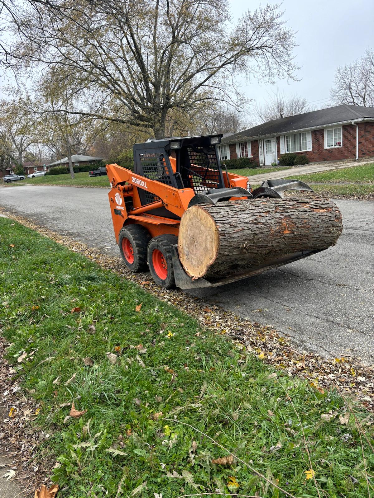 David Tree Service - Tree removal