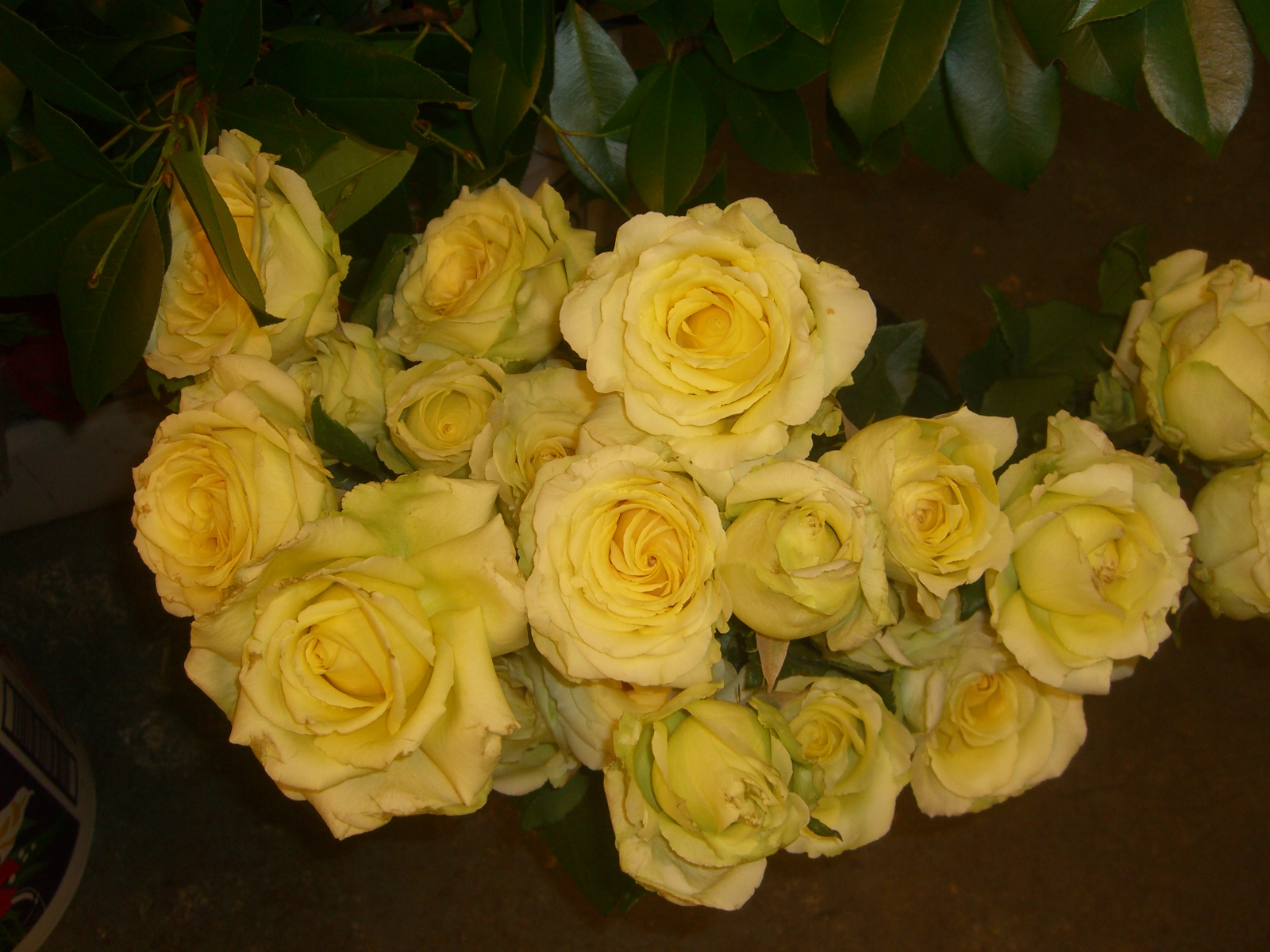 Jordan House Flowers