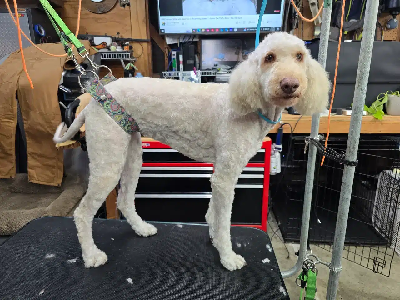 Dog Haircuts