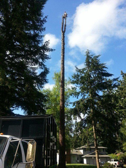 Larson Logging & Tree Service Photo