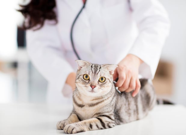 Images Banfield Pet Hospital