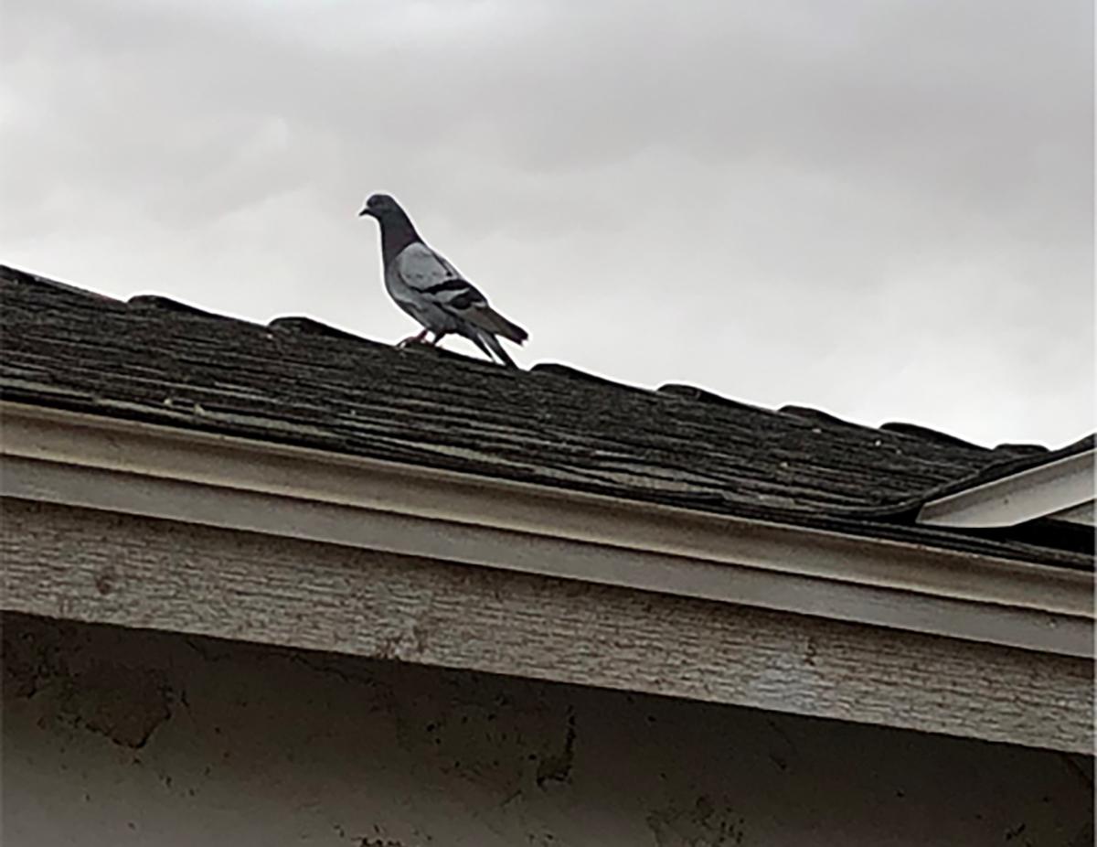 Pigeon Pros Mesa (480)888-8838