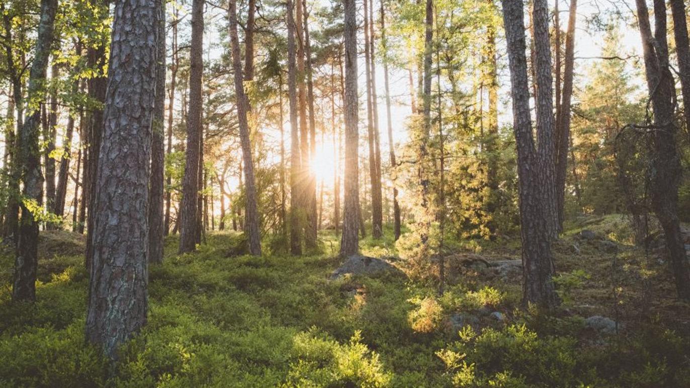 Images Södra Tjusts Pastorat