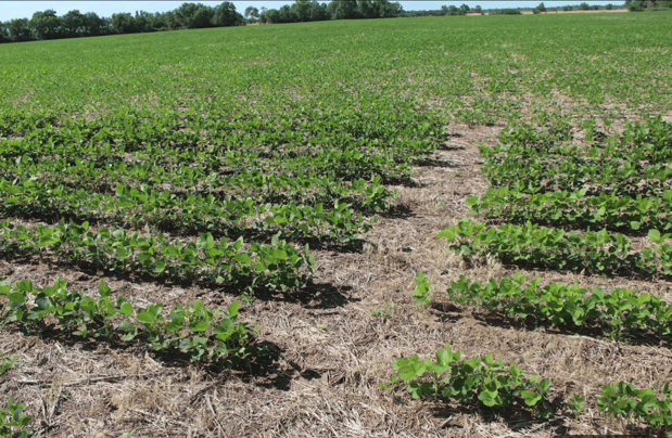 Images Southwest Seed Research LLC