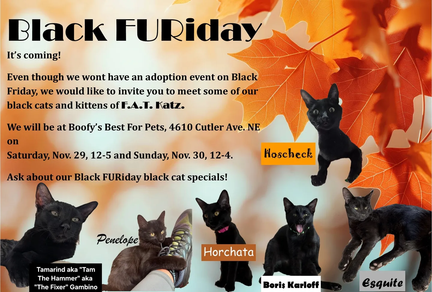 Image of Local Pet Event Adoption Day at Boofy's Kat Kastle Suites (Cutler store) Nearby
