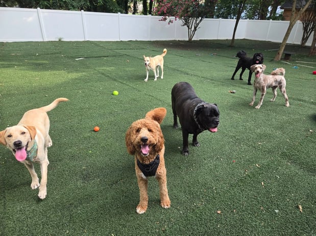 Images Wag Watchers DayCare & Spa