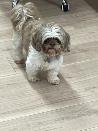 Images Petfolk Veterinary & Urgent Care - Peachtree Corners