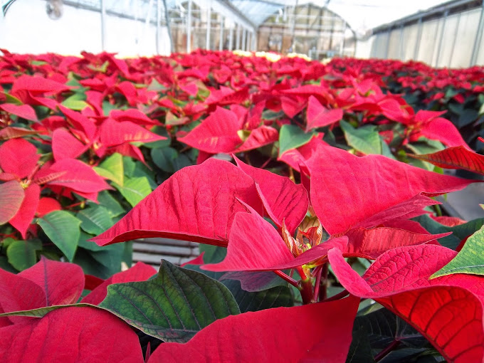 Images Biondi's Florist & Greenhouses