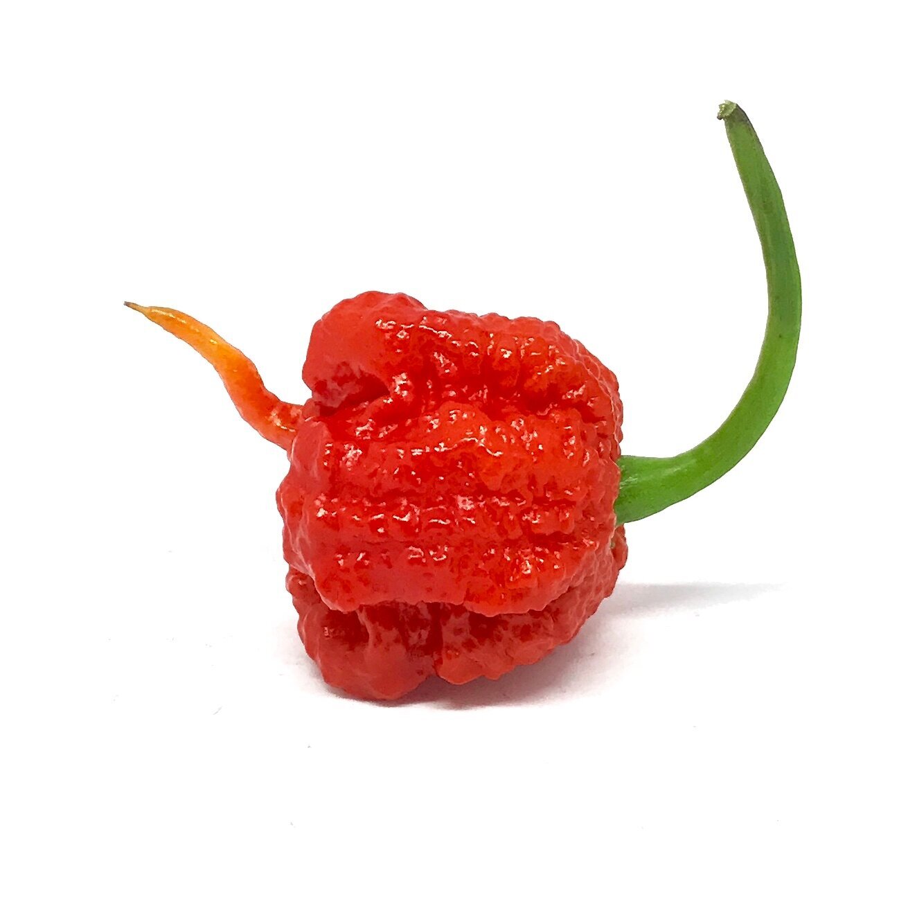 Images Chilli Mash Company