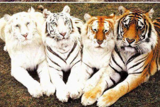 Charity Projekt Foundation by Brandon J Presley, Untergasse 68 in Trebur