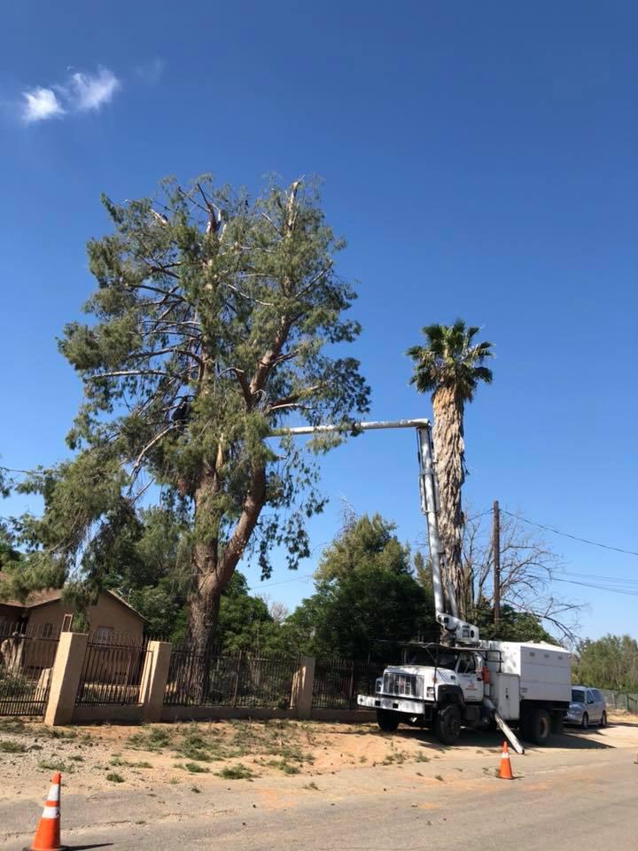 For tree services you can rely on, call now!