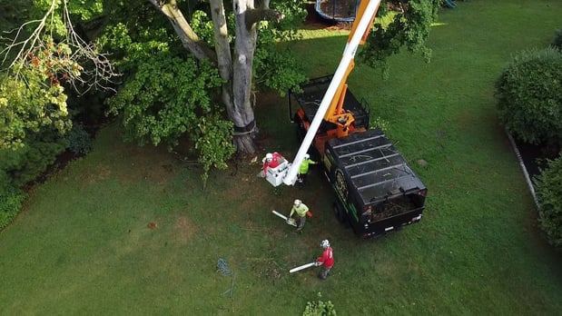 Images Alpha 1 Tree Experts Inc