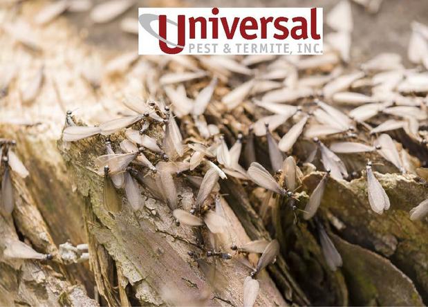 Images Universal Pest & Termite, Inc.